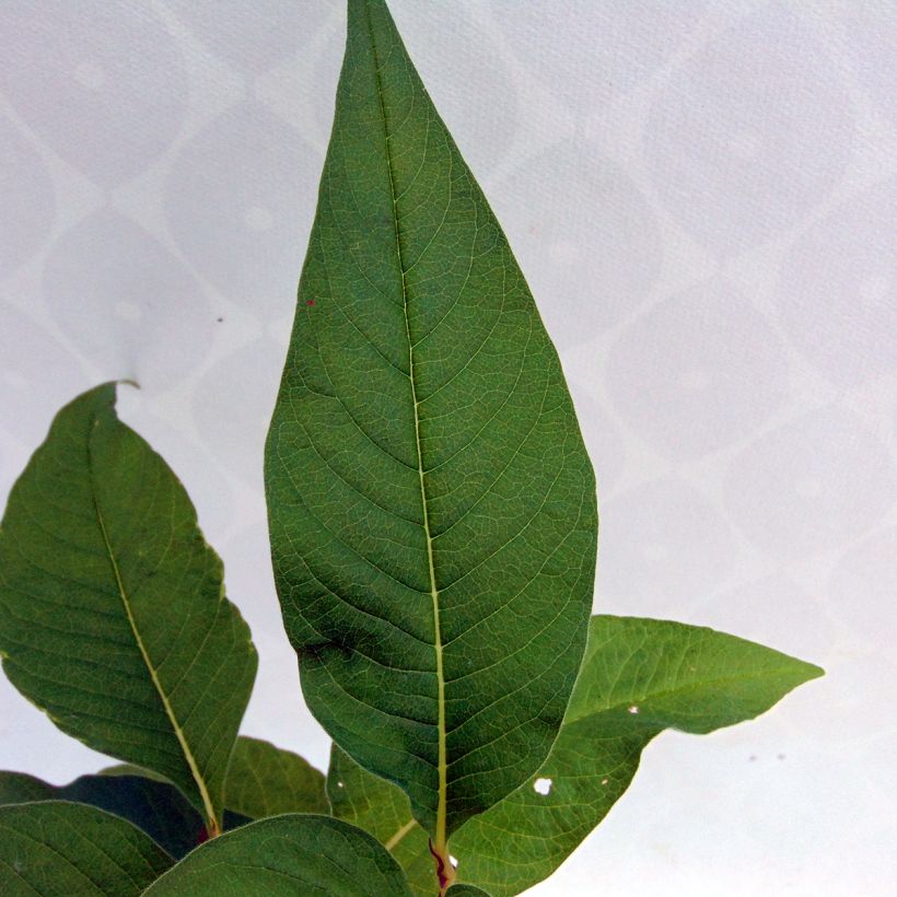 Renouée - Persicaria polymorpha (Feuillage)