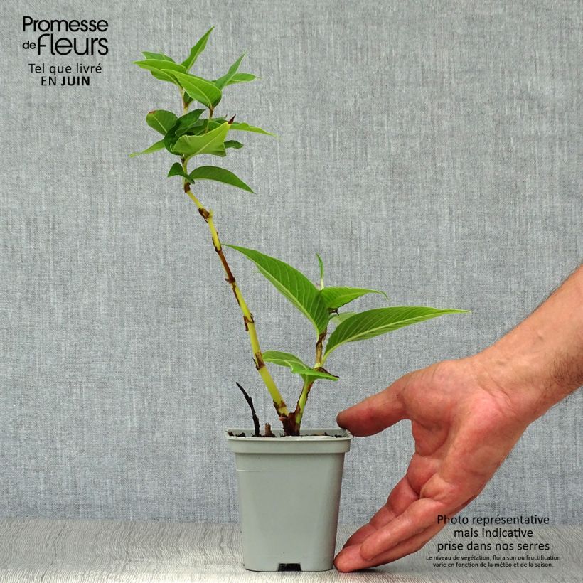 Spécimen de Renouée - Persicaria polymorpha Godet de 8/9 cm tel que livré en été