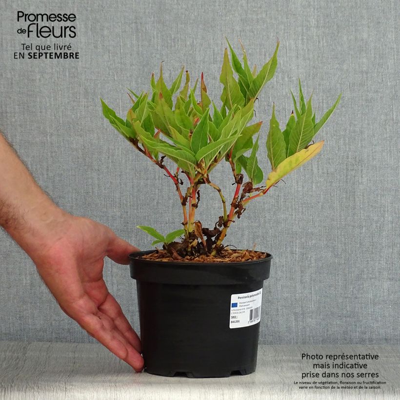 Spécimen de Renouée - Persicaria polymorpha Pot de 2L/3L tel que livré en été
