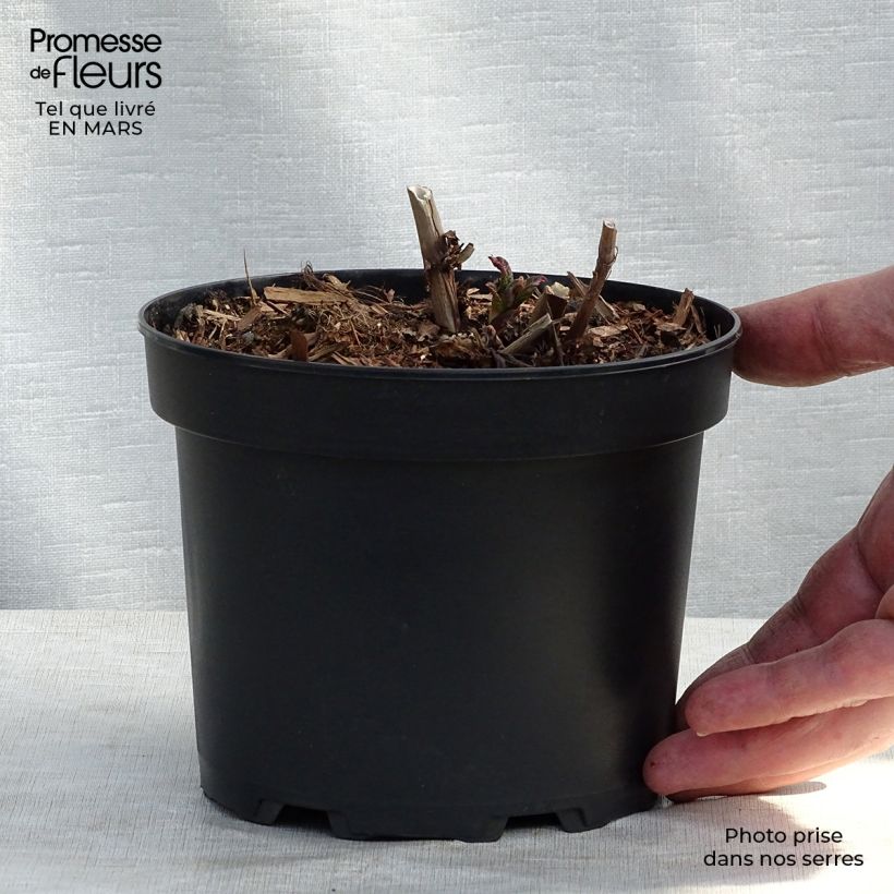Spécimen de Renouée - Persicaria polymorpha tel que livré au printemps