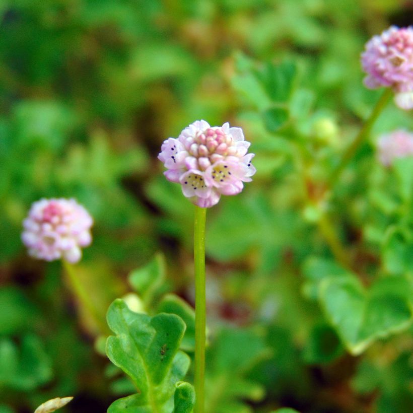 Renouée - Persicaria runcinata Needhams Form (Floraison)