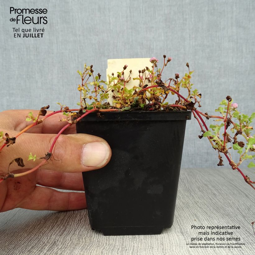 Spécimen de Renouée - Persicaria runcinata Needhams Form Godet de 8/9 cm tel que livré en été
