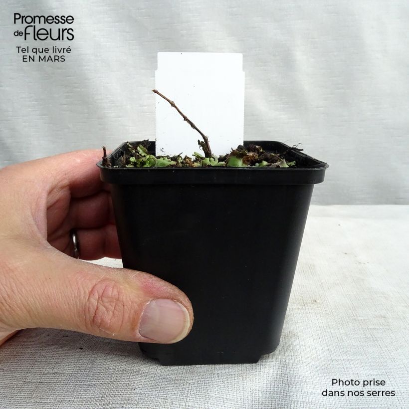 Spécimen de Renouée - Persicaria runcinata Needhams Form tel que livré au printemps