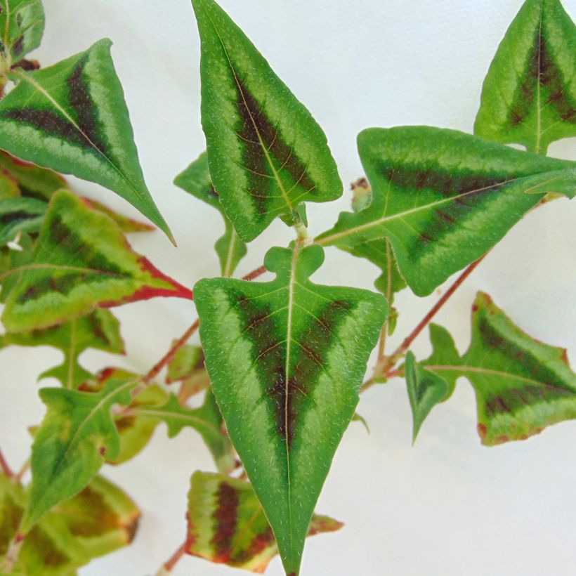 Renouée - Persicaria runcinata Purple Fantasy (Feuillage)