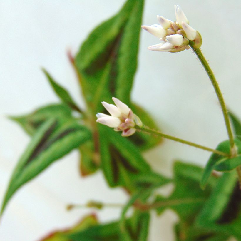 Renouée - Persicaria runcinata Purple Fantasy (Floraison)