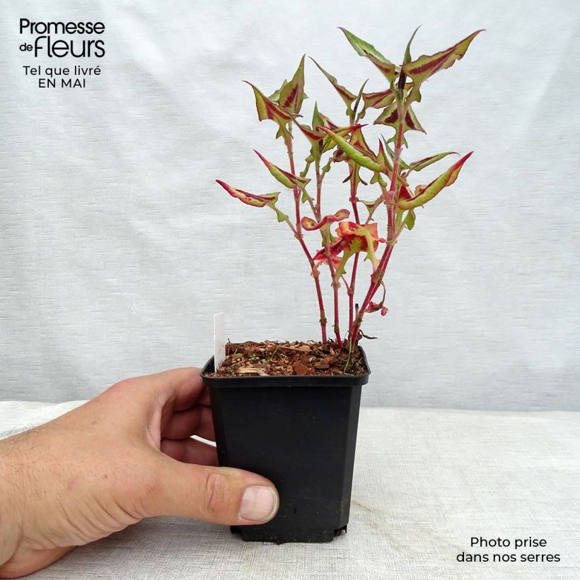 Spécimen de Renouée - Persicaria runcinata Purple Fantasy Godet de 9cm tel que livré au printemps