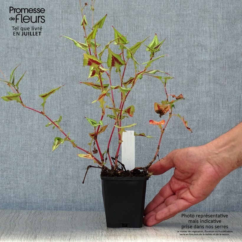 Spécimen de Renouée - Persicaria runcinata Purple Fantasy Godet de 8/9 cm tel que livré en été