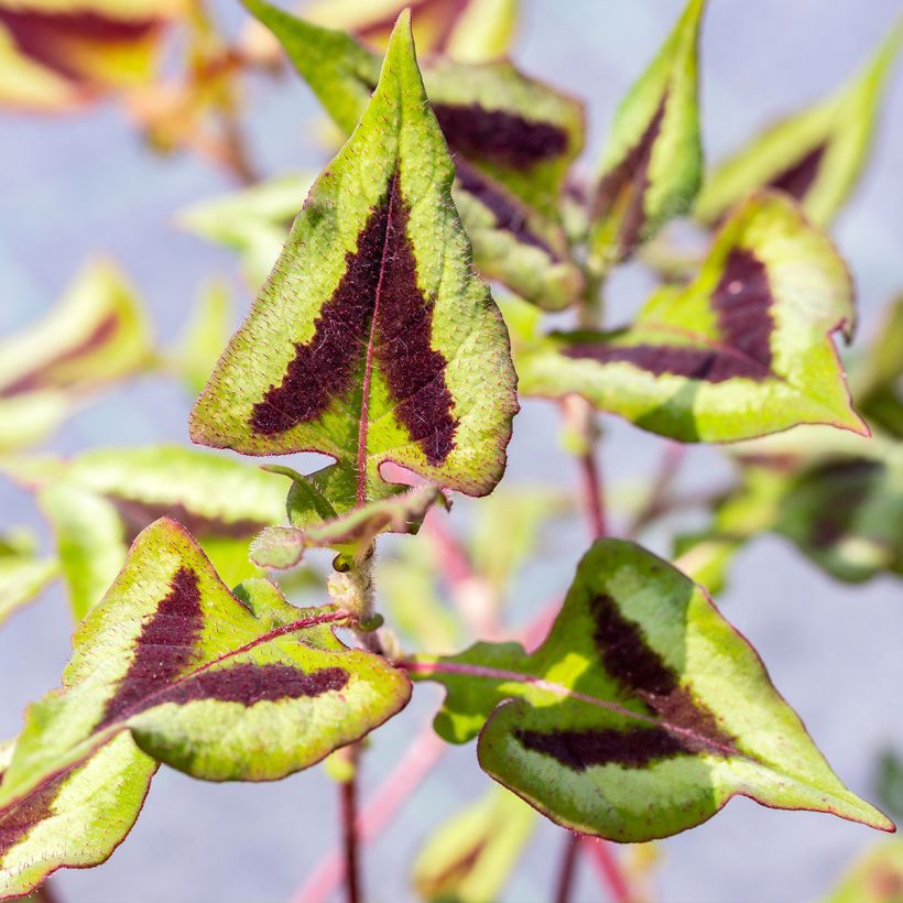 Renouée - Persicaria runcinata Yunnan Giant (Feuillage)