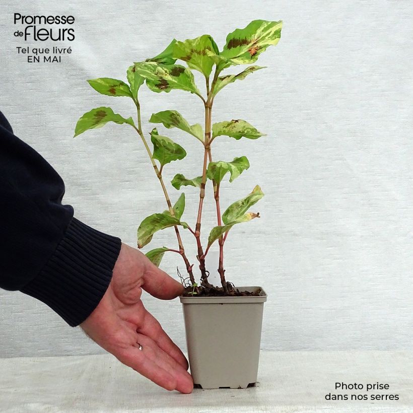 Spécimen de Renouée - Persicaria virginiana Painter's Palette Godet de 9cm tel que livré au printemps