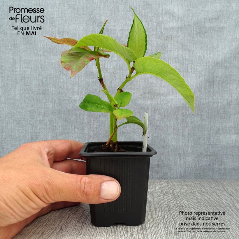 Spécimen de Renouée - Persicaria weyrichii Godet de 8/9 cm tel que livré au printemps