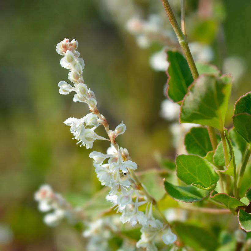 Renouée grimpante - Fallopia aubertii (Floraison)