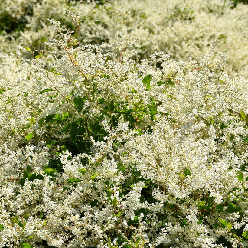 Renouée grimpante - Fallopia aubertii (Port)