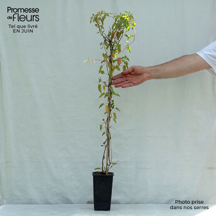 Spécimen de Renouée grimpante - Fallopia aubertii Pot de 2L/3L tel que livré en été