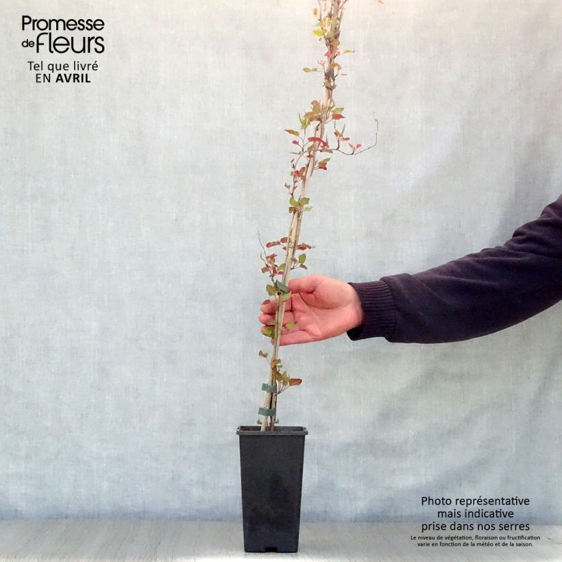 Spécimen de Renouée grimpante - Fallopia aubertii en pot de 2L tel que livré au printemps
