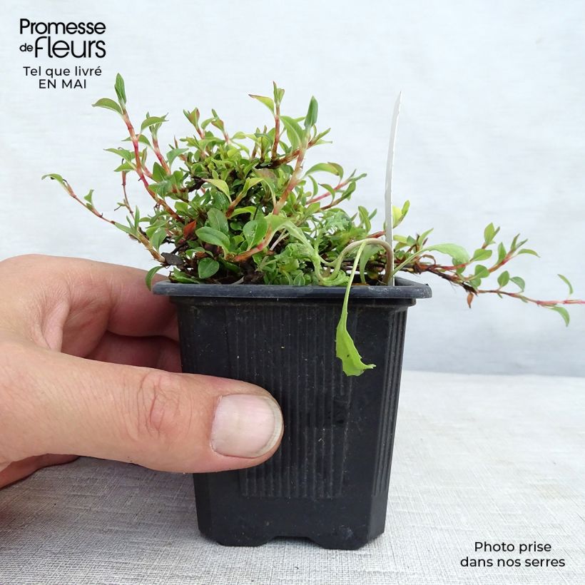 Spécimen de Renouée rampante - Persicaria vacciniifolia Godet de 9cm tel que livré au printemps