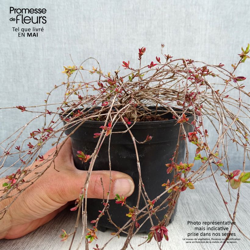 Spécimen de Renouée rampante - Persicaria vacciniifolia en pot de 2L/3L tel que livré au printemps
