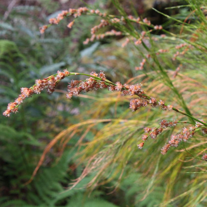 Restio tetraphyllus - Baloskion tetraphyllum (Floraison)