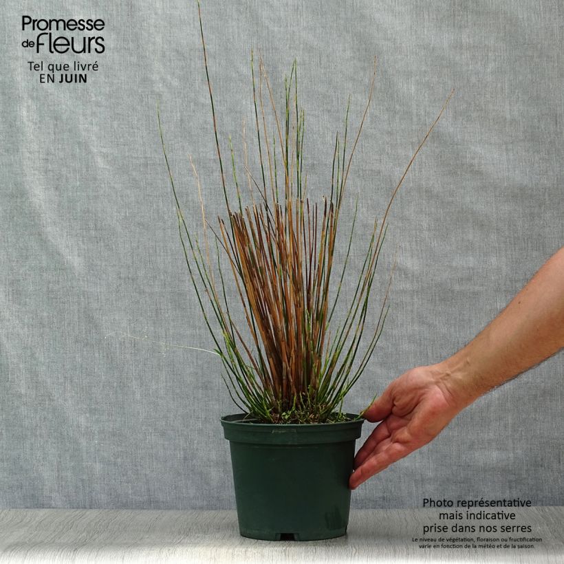 Spécimen de Restio tetraphyllus - Baloskion tetraphyllum Pot de 2L/3L tel que livré en été