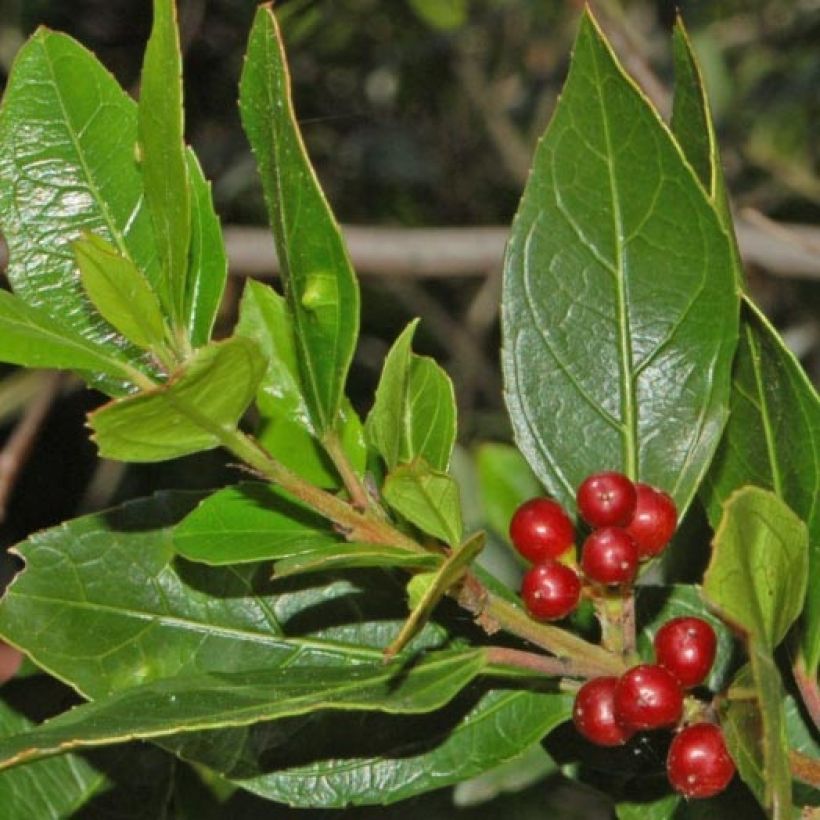 Rhamnus alaternus - Alaterne (Feuillage)