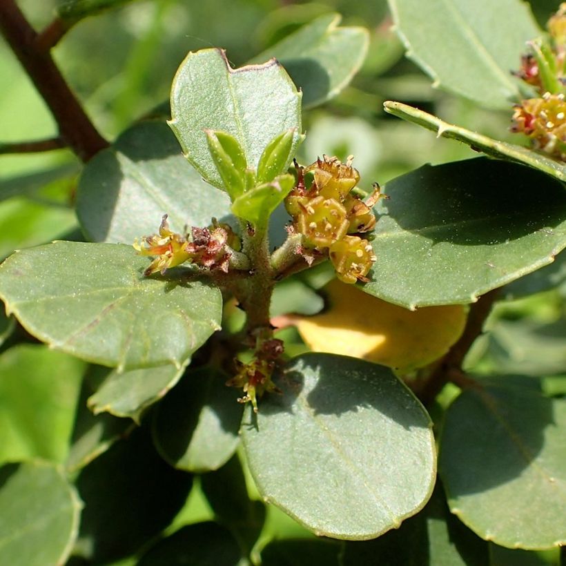 Rhamnus alaternus - Alaterne (Floraison)