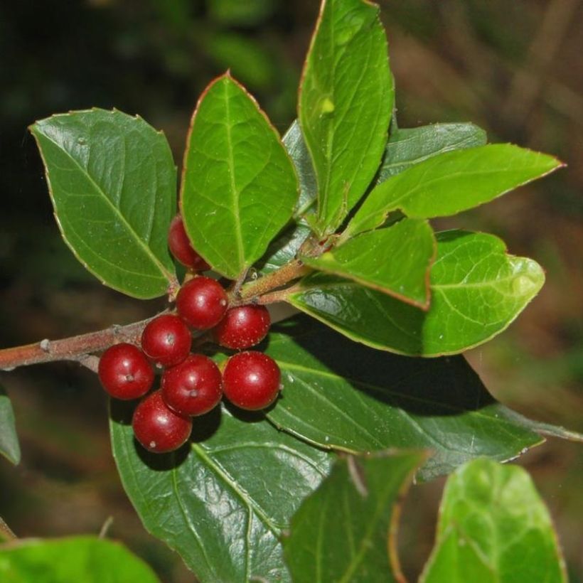 Rhamnus alaternus - Alaterne (Récolte)