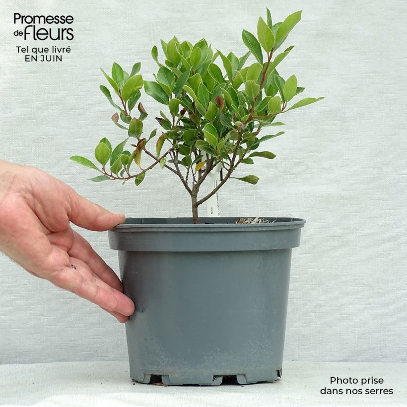 Spécimen de Rhamnus alaternus - Alaterne Pot de 2L/3L tel que livré en été