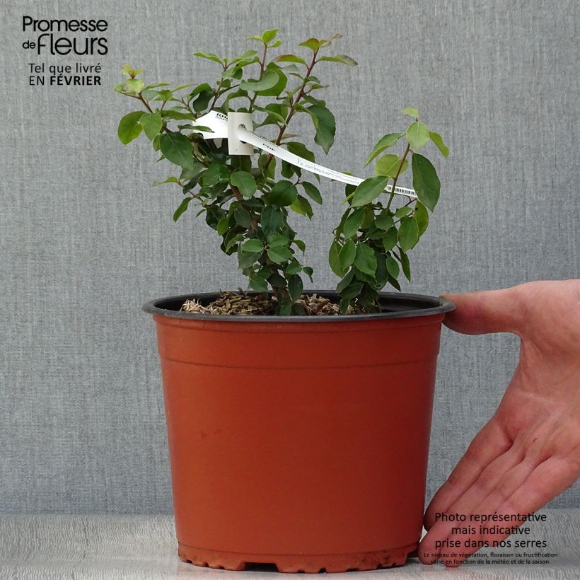 Spécimen de Rhamnus alaternus - Alaterne tel que livré en hiver