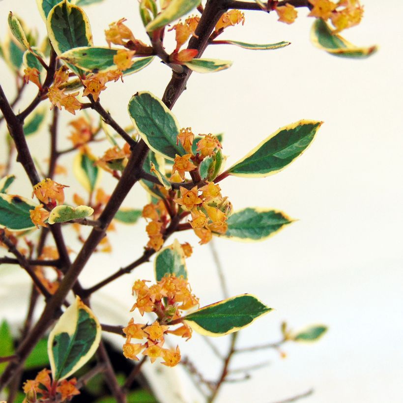 Rhamnus alaternus Argenteovariegata (Floraison)
