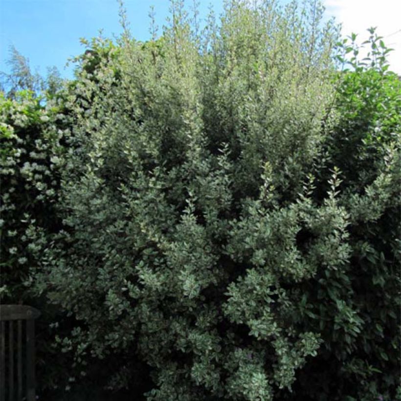 Rhamnus alaternus Argenteovariegata (Port)