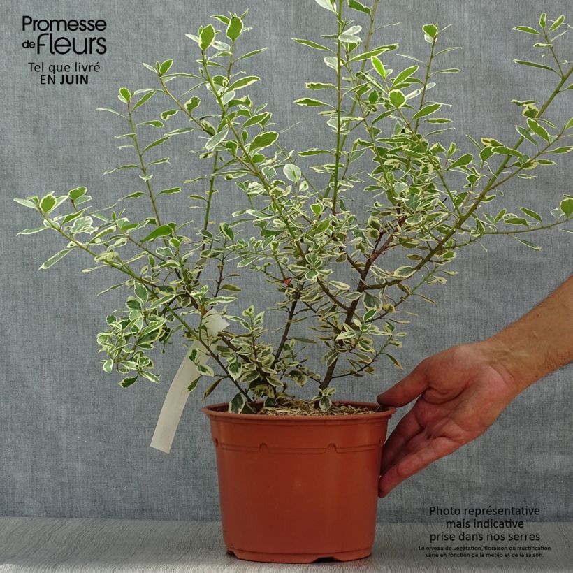 Spécimen de Rhamnus alaternus Argenteovariegata Pot de 2L/3L tel que livré en été