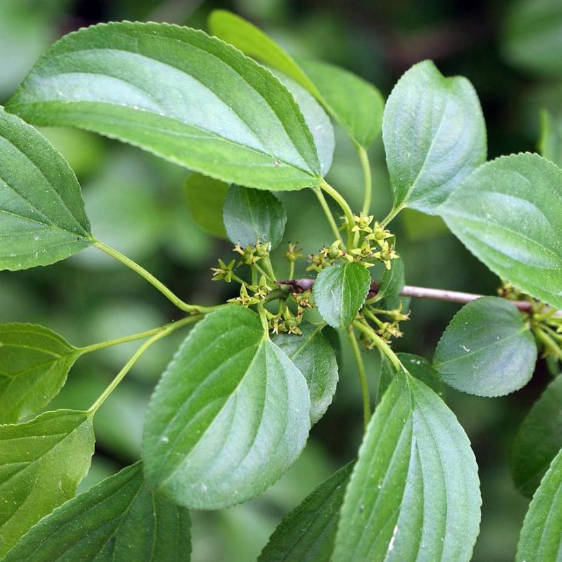 Rhamnus catharticus - Nerprun purgatif, cathartique, officinal  (Feuillage)