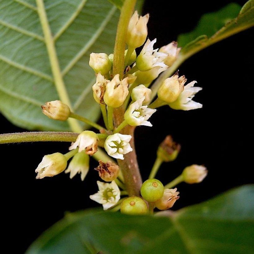 Rhamnus frangula - Bourdaine (Floraison)