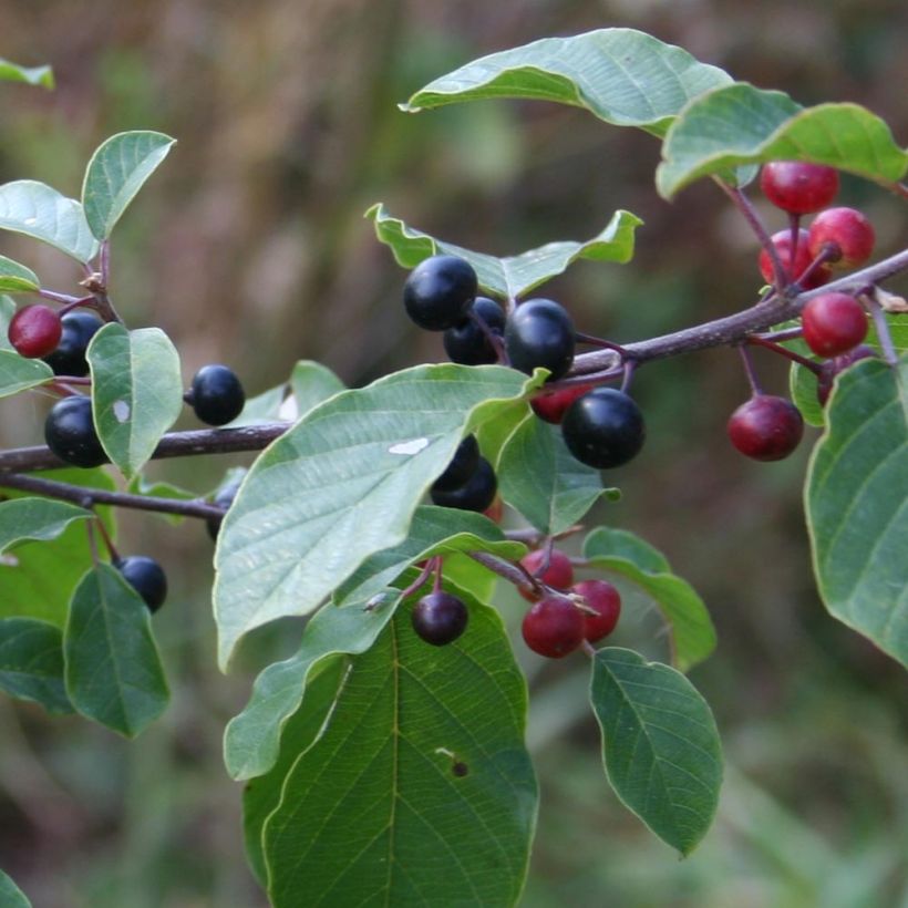 Rhamnus frangula - Bourdaine (Récolte)