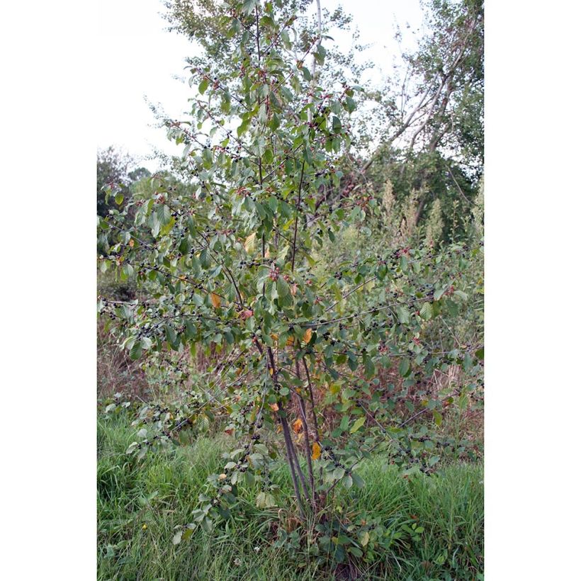 Rhamnus frangula - Bourdaine (Port)