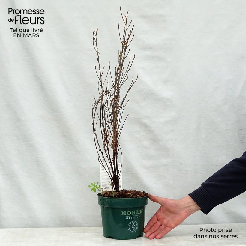 Spécimen de Rhamnus frangula Fine Line - Bourdaine, Frangula alnus en pot de 3/4 L tel que livré au printemps