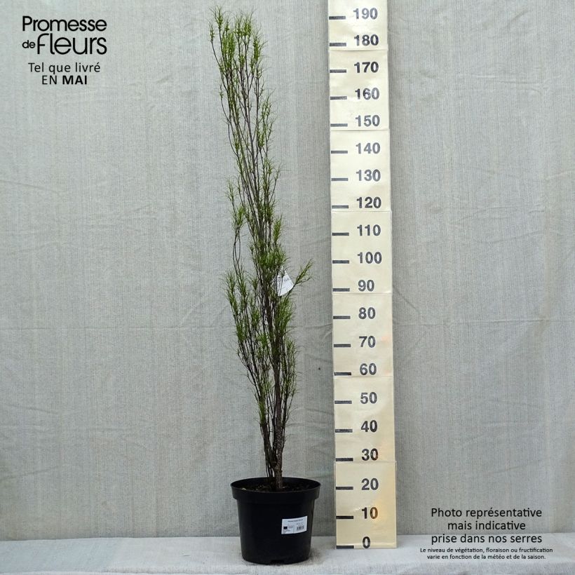 Spécimen de Rhamnus frangula Fine Line - Bourdaine, Frangula alnus pot de 12L/15L tel que livré au printemps