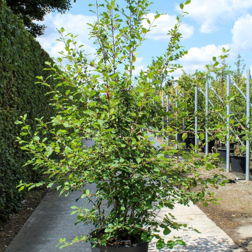 Spécimen de Rhamnus frangula - Bourdaine - Pot de 70L Cépée tel que livré au printemps
