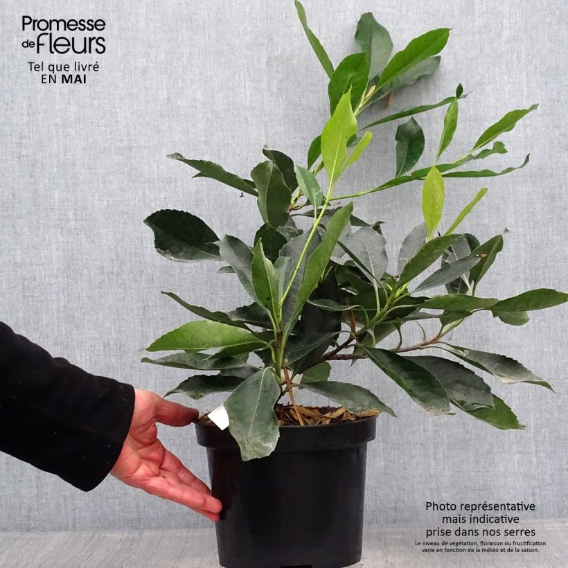 Spécimen de Rhaphiobotrya Coppertone - néflier hybride Pot de 3L/4L tel que livré au printemps