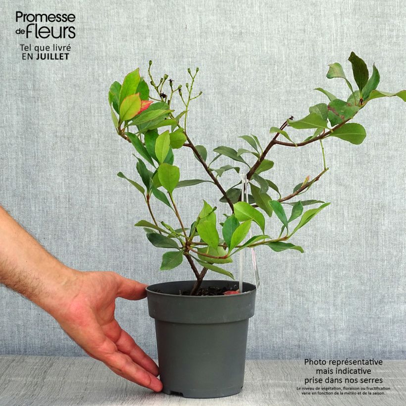 Spécimen de Rhaphiolepis Pink Cloud Pot de 1,5L/2L tel que livré en été