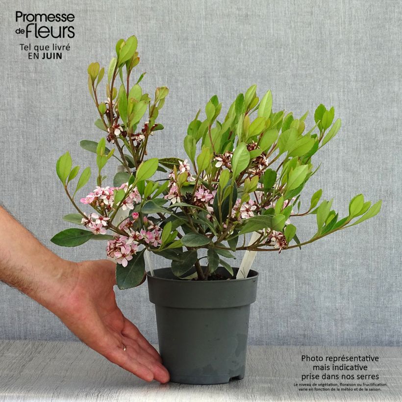 Spécimen de Rhaphiolepis Pink Cloud Pot de 1.5L/2L tel que livré au printemps