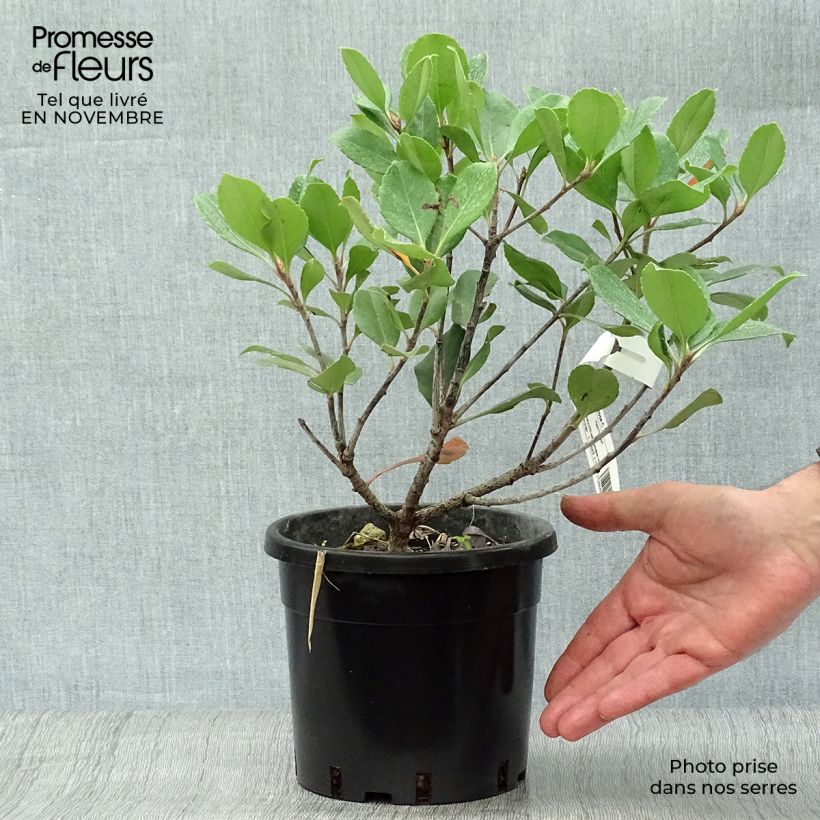Spécimen de Rhaphiolepis Spring Time Pot de 3L/4L tel que livré en automne
