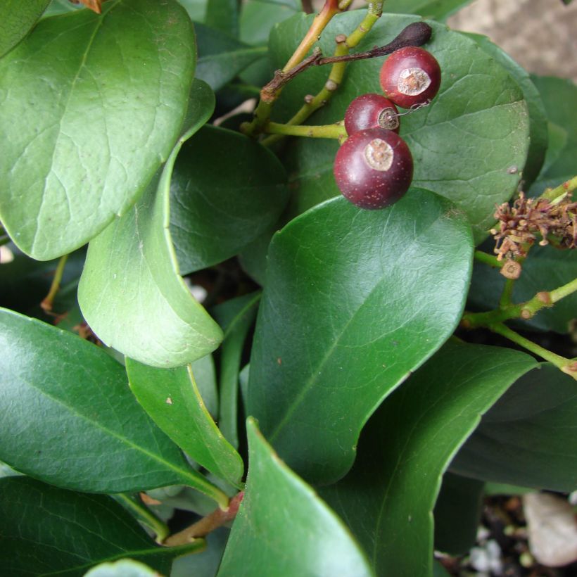 Rhaphiolepis delacourii Coates Crimson (Feuillage)