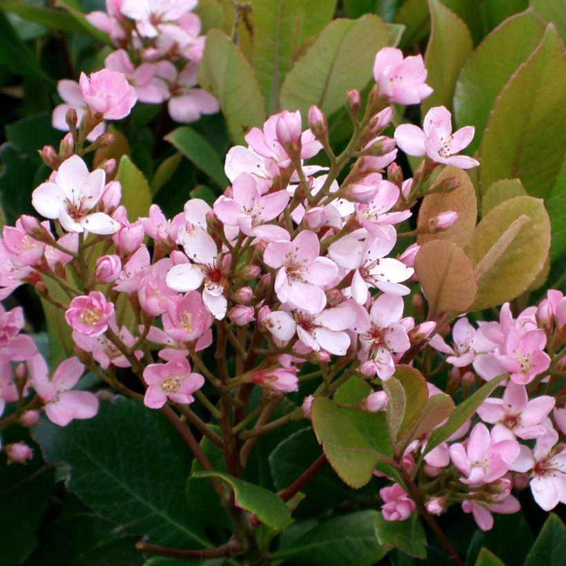 Rhaphiolepis delacourii Coates Crimson (Floraison)