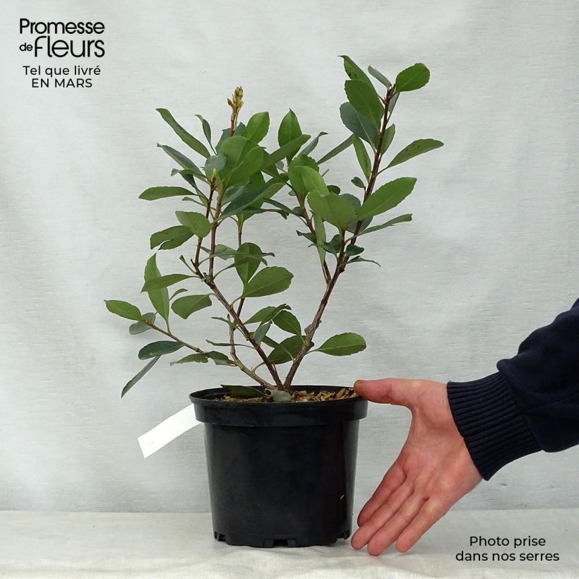 Spécimen de Rhaphiolepis delacourii Coates Crimson Pot de 2L/3L tel que livré au printemps