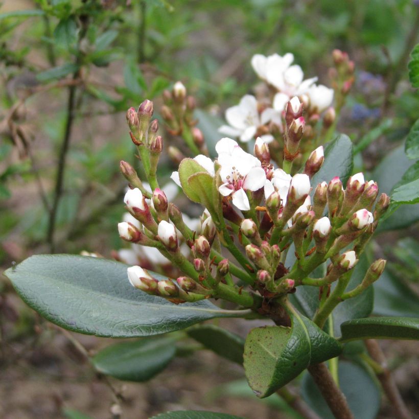 Rhaphiolepis umbellata Ovata (Floraison)