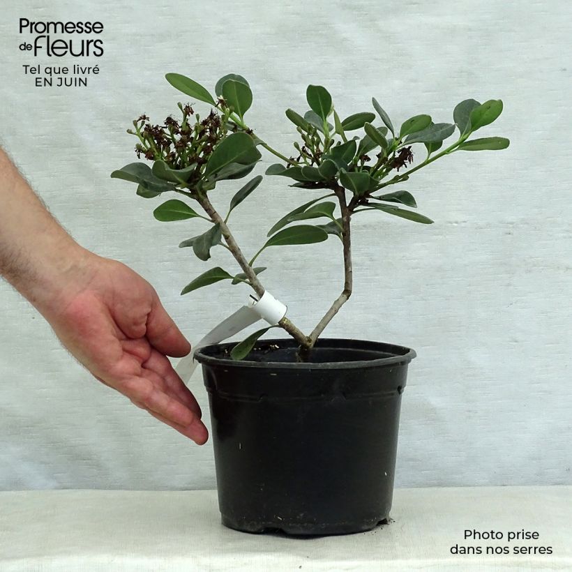 Spécimen de Rhaphiolepis umbellata Ovata Pot de 2L/3L tel que livré en été
