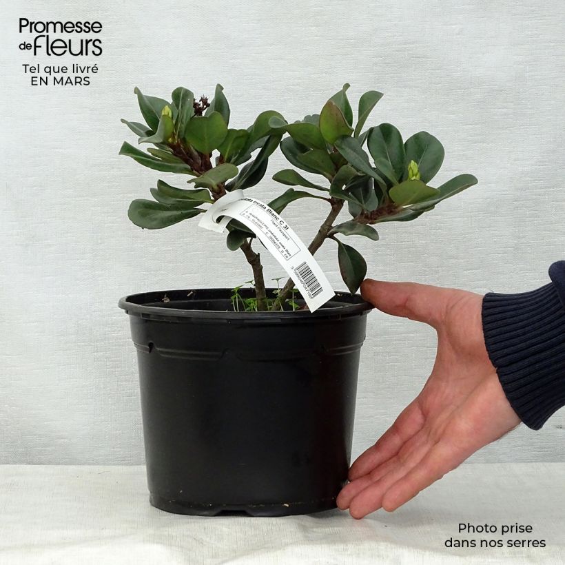 Spécimen de Rhaphiolepis umbellata Ovata en pot de 2L/3L  tel que livré au printemps
