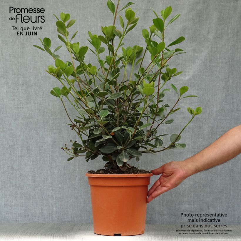 Spécimen de Rhaphiolepis umbellata Ovata Pot de 7,5L/10L tel que livré en été