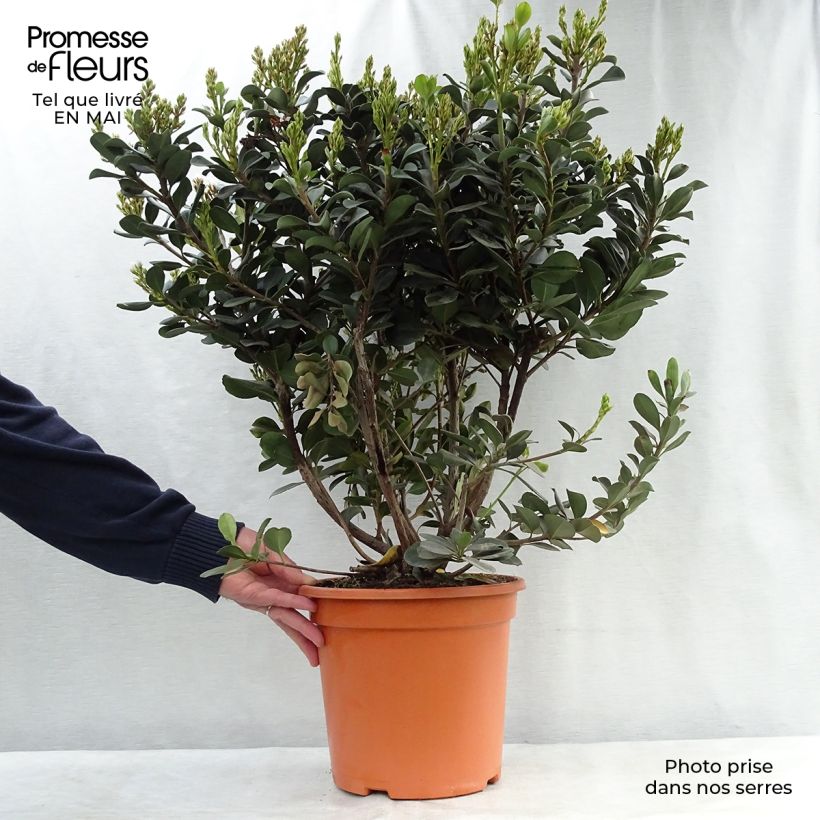 Spécimen de Rhaphiolepis umbellata Ovata en pot de 7,5L/10L  tel que livré au printemps