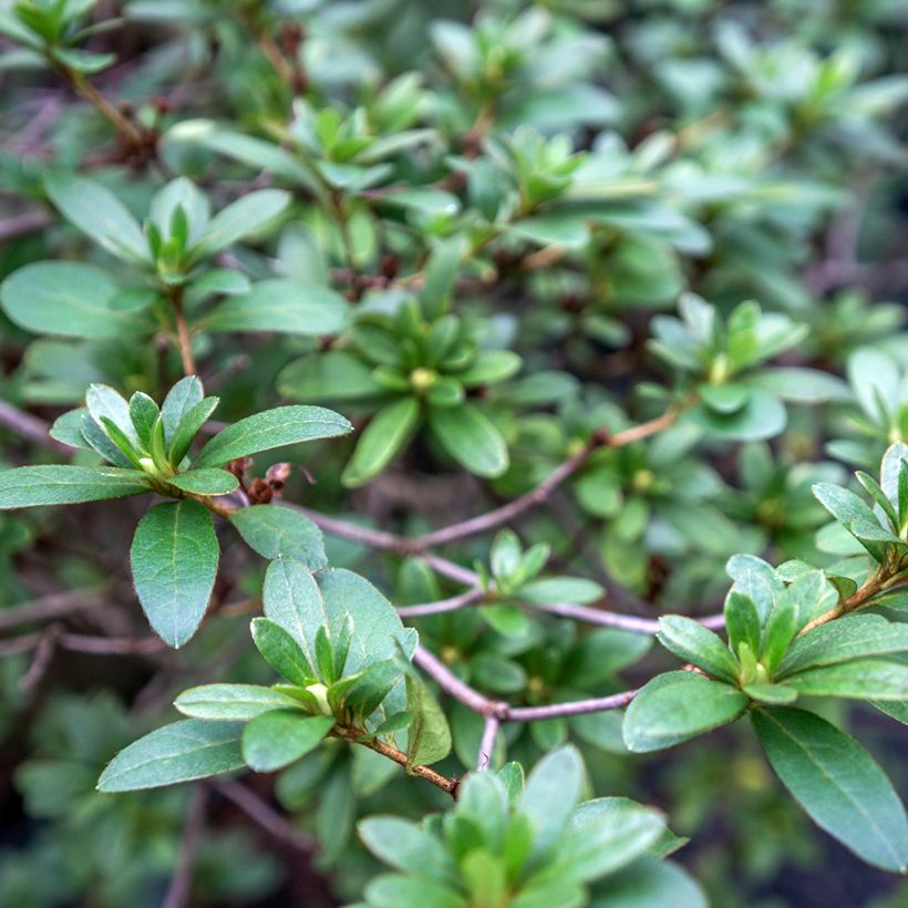 Rhaphiolepis umbellata (Feuillage)